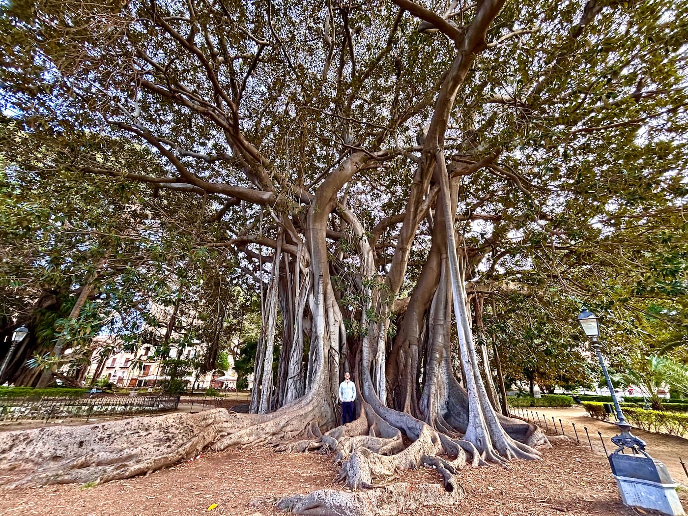 One of two giant fig trees (Ficus macrophylla) in Giardino Garibaldi